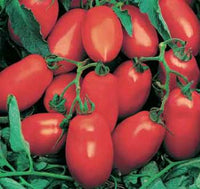 Pomodori Datterino Rosso di Terracina Kg.