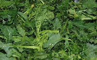 Broccoletti Puliti Confezione da 500 Grammi